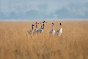 Demoiselle crane or Grus virgo flock or family in open field or grassland during winter season migration at Tal Chhapar blackbuck sanctuary churu rajasthan India asia