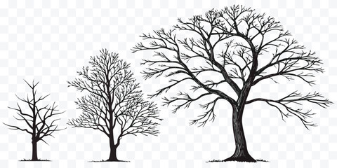 Silhouette of Bare Trees in Winter with Branching Patterns and Transparent Background Illustration © design png