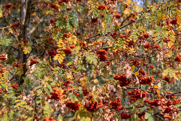 red rowan berries in the autumn season in September, beautiful ripe red rowan berries and yellowing foliage of trees in the autumn park