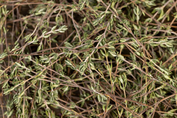 aromatic thyme close up , spices of dried thyme for use in cooking and folk medicine