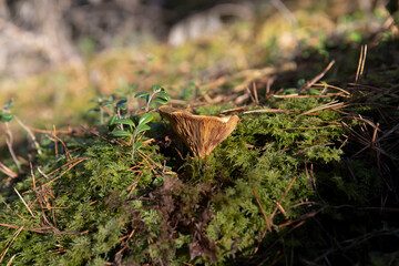 poisonous mushrooms growing on the trunk of a rotting tree in the autumn season
