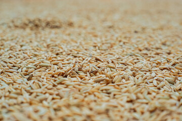 Golden rice grains drying under the sun, a staple crop in Asia.