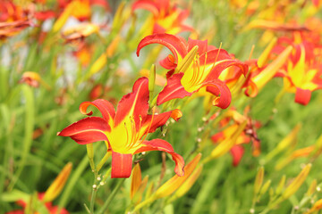Orange daylilies, flowers close-up. Orange flowers with a yellow center and clearly visible stamens. Natural background. Many beautiful bright daylily flowers planted in the park. Garden