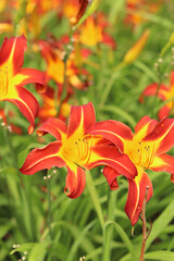 Orange daylilies, flowers close-up. Orange flowers with a yellow center and clearly visible stamens. Natural background. Many beautiful bright daylily flowers planted in the park. Garden