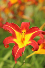 Fototapeta premium Orange daylilies, flowers close-up. Orange flowers with a yellow center and clearly visible stamens. Natural background. Many beautiful bright daylily flowers planted in the park. Garden