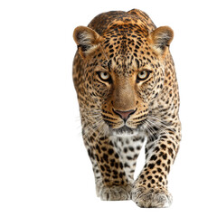 Fototapeta premium Leopard in predatory stance