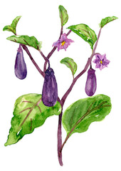 家庭菜園のなす　水彩イラスト
