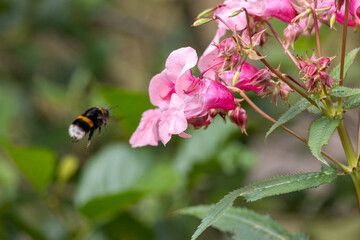 Himalayan Balsam (Impatiens glandulifera) Flowers, Invasive Pink Bloom