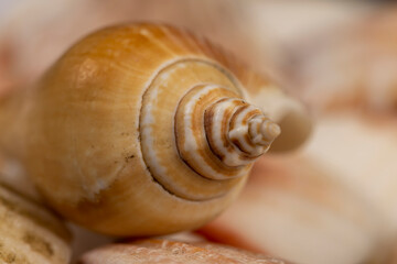 sea shells stacked in a pile, empty washed shells of snails and other mollusks