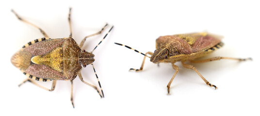 Shield beetle isolated.