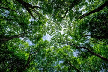 Lush green canopy overhead, sunlight filters through leaves