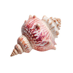Obraz premium Close-up of a sea snail shell, exhibiting intricate patterns and textures