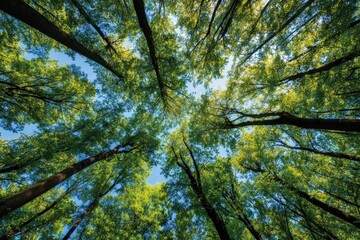 Fototapeta premium Upward view of lush green forest canopy against a bright blue sky