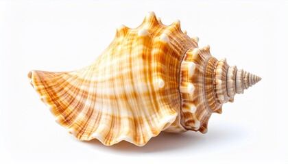 Obraz premium Seashell: Nature's Spiral Masterpiece