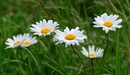 Delicate white daisies in a grassy field (1)