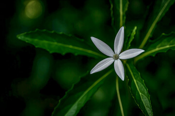 The delicate Star Flower of Bethlehem, also known as Madam Fate. The pure white petals form a graceful star-like shape, surrounded by lush green foliage.