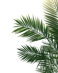 Fototapeta premium Palm leaf shadow overlay, transparent PNG, realistic sun effect --ar 4:5 --raw