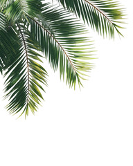 Palm leaves with drop shadow, transparent PNG summer overlay --ar 4:5 --raw