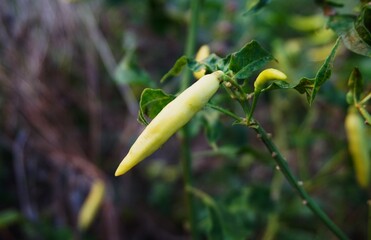 close up of green chilies on the tree