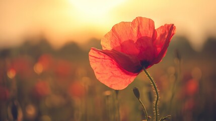 Red poppy flower glowing in a sunset-lit field, evoking a dreamy and serene mood.