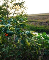 close up of green chilies on the tree