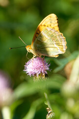 Silver-washed fritillary butterfly feeding on a thistle flower.