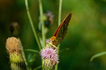 Silver-washed fritillary butterfly feeding on a thistle flower.