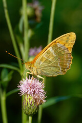 Silver-washed fritillary butterfly feeding on a thistle flower.