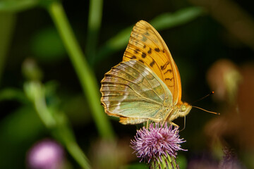 Silver-washed fritillary butterfly feeding on a thistle flower.
