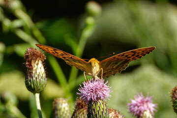 Silver-washed fritillary butterfly feeding on a thistle flower.