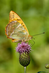 Silver-washed fritillary butterfly feeding on a thistle flower.