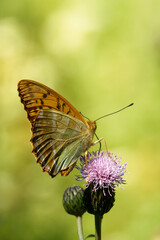 Silver-washed fritillary butterfly feeding on a thistle flower.