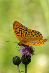 Silver-washed fritillary butterfly feeding on a thistle flower.