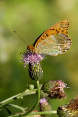 Silver-washed fritillary butterfly feeding on a thistle flower.