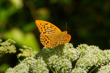 Silver-washed fritillary butterfly feeding on Umbelliferae flowers.