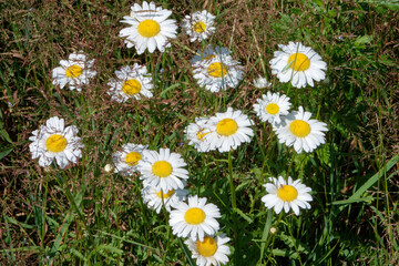 Oxeye daisy (Leucanthemum vulgare) in green grass.