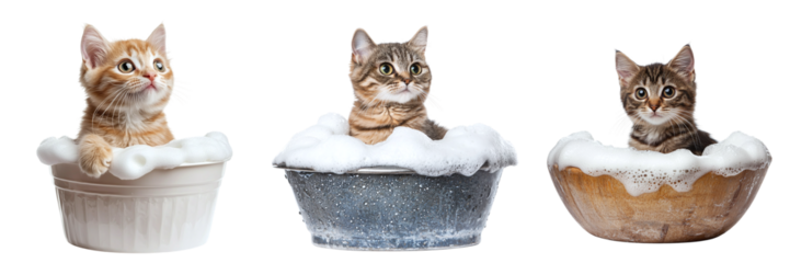Set of cute bathing cats sitting in basin with foam isolated on transparent background PNG