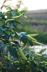 close up of green chilies on the tree