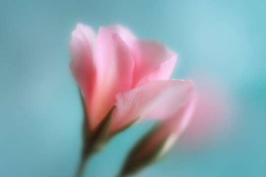 Dream abstract blurry motion vibrant flower posters,summer blossom flower iridescent background