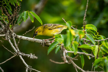 An eastern golden weaver (Ploceus subaureus) eating a bug while perched on a branch