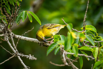 An eastern golden weaver (Ploceus subaureus) eating a bug while perched on a branch