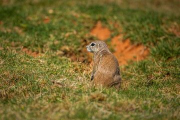 Cape ground squirrel (Geosciurus inauris) standing outside its burrow