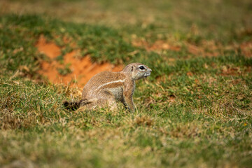 Cape ground squirrel (Geosciurus inauris) standing outside its burrow