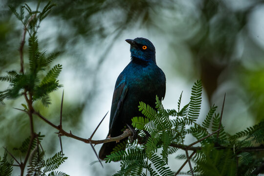 A black-bellied starling (Notopholia corusca) perched in a tree