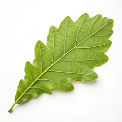 green leaf  botany closeup and  fresh  season  autumn pattern vein natural texture on white background 