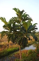 breadfruit trees grow in rice fields