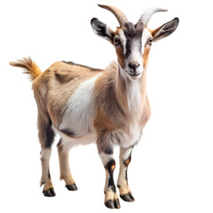 Fototapeta premium A Gentle Goat Portrait of a Brown and White Goat