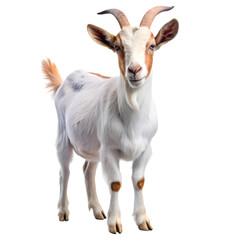 Fototapeta premium Domestic Goat Portrait