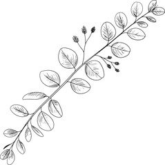 Botanical Branch Illustration Detailed Line Art Drawing of Eucalyptus Foliage for Natural Decor Elements