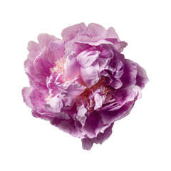 A aerial shot of one fushia peony flower
